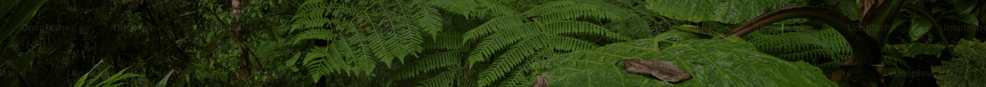 Precision Biodiversity Banner